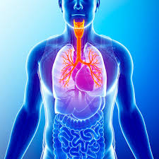 The Benefits of Pulmonary Rehab for Seniors with Respiratory Issues