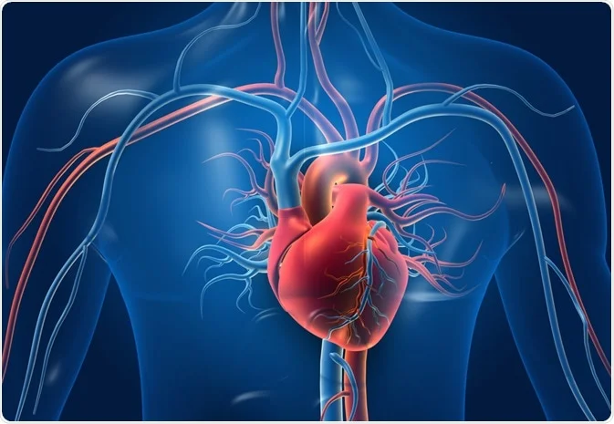 Understanding the Role of Nuclear Stress Testing in Diagnosing Heart Conditions